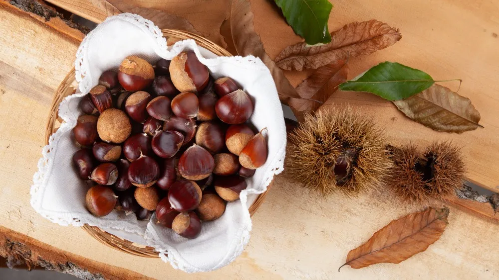 Chestnut extract with raw chestnuts and husks, used for vein and leg health.